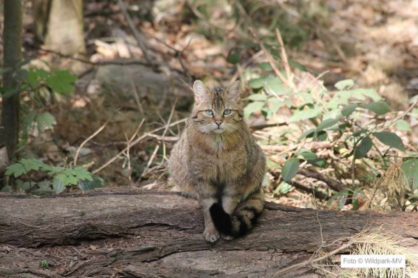 Wildpark-MV Raubtier-WG Wildkatze
